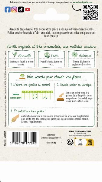 Fleurs - Maïs du Japon Arlequin - MEDIA_PACKAGING_VERSO